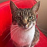 animal, cat, closeup, curious, cute, domestic_cat, ears, feline, fur, furniture, green_eyes, home, indoor, looking_at_camera, pet, portrait, red_chair, sitting, tabby, whiskers