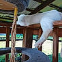 animal, cat, closeup, feline, grass, leisure, mammal, napping, outdoor, paw, pet, porch, railing, relaxed, rope, scratching_post, sunlight, tail, white_cat, wooden_structure