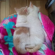 Bubbas is registered to the contest to win money with this photo: adorable, blanket, cat, cats, colorful_blanket, cuddling, cute, floor, furry, home, hugging, indoor, kitten, pair, pet, pets, resting, sleeping, two_kittens, wooden_floor