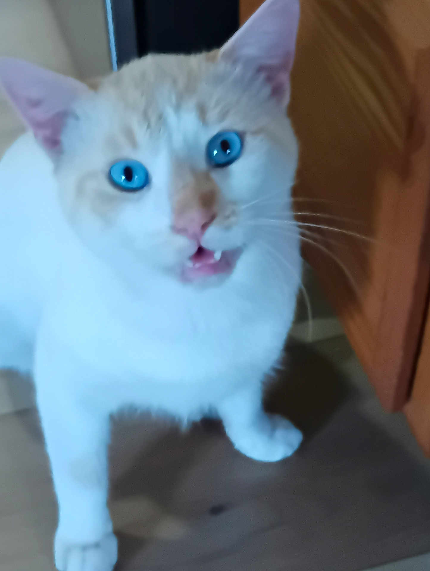 Bubbas joined the competition — help win amazing prizes! blue_eyes, cabinet, cat, close_up, curious, domestic_animal, ear, feline, fur, indoor, open_mouth, paw, pet, portrait, standing, surprised, teeth, whiskers, white_fur, wooden_floor