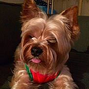 Coco joined the competition — help win amazing prizes! dog, small_dog, silky_fur, tongue_out, cute, pet, indoor, couch, red_outfit, green_trim, close_up, ears_up, furry, animal, companion, relaxed, portrait, household, domestic, adorable