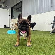 Virgil is registered to the contest to win money with this photo: dog, puppy, french_bulldog, grass, outdoor, playful, group, pets, canine, tongue_out, ears_up, fence, building, white_fence, black_dog, brown_dog, small_dog, happy, animal, yard