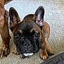 french_bulldog, puppy, dog, pet, canine, ears, face, eyes, carpet, indoor, close_up, brown, black, animal, paw, cute, young, looking_at_camera, companion, domestic