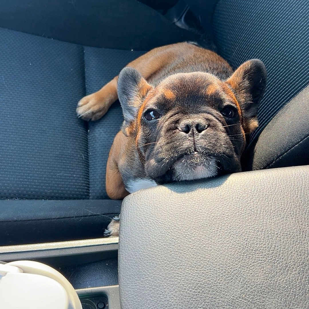 Virgil
