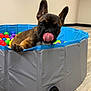 puppy, dog, ball_pit, colorful_balls, indoor, playful, tongue_out, cute, pet, animal, floor, wooden_floor, ears, close_up, young_dog, pet_toy, fun, small_pool, tongue, brown_dog