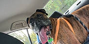 Levi is registered to the contest to win money with this photo: dog, brindle, car_interior, backseat, harness, tongue_out, pet, canine, window, greenery, person_partial, seat, leash, daylight, happy, animal, transportation, vehicle, travel, domestic_animal