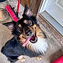 Cream is registered to the contest to win money with this photo: dog, tongue_out, happy, pet, indoor, concrete_floor, broom, metal_bowl, wooden_wall, white_door, red_container, fur, ears, eyes, mouth, animal, playful, looking_up, smiling, companion