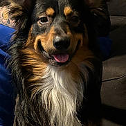 Cream is registered to the contest to win money with this photo: dog, smiling, tongue_out, black_fur, brown_fur, white_fur, long_fur, indoor, pet, companion, ear, face, animal, cute, happy, portrait, sitting, tattoo, human, couch