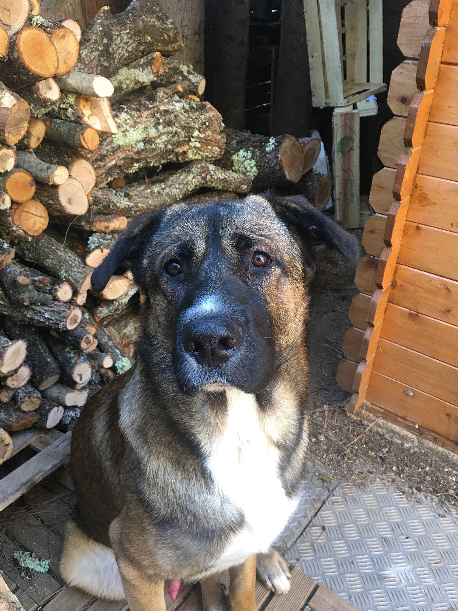 Peppone participe au concours pour gagner de l'argent avec cette photo : canidae, carnivore, carpathian_shepherd_dog, dog, dog_breed, fawn, mammal, rare_breed_dog, snout, vertebrate