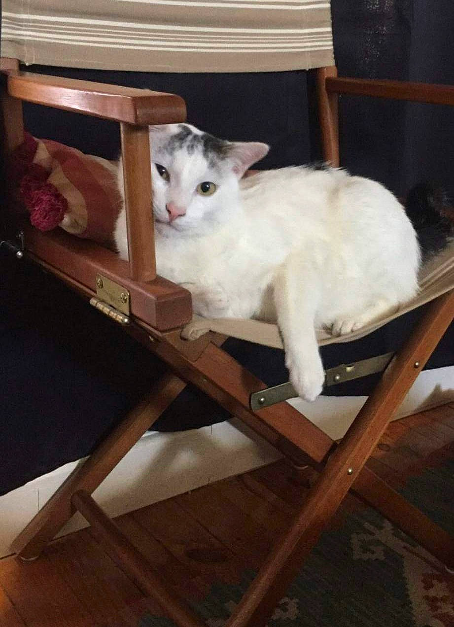 Bubu participe au concours pour gagner de l'argent avec cette photo : carnivore, cat, chair, comfort, domestic_short_haired_cat, fawn, felidae, flooring, fur, hardwood, metal, sitting, small_to_medium_sized_cats, tail, whiskers, window, wood