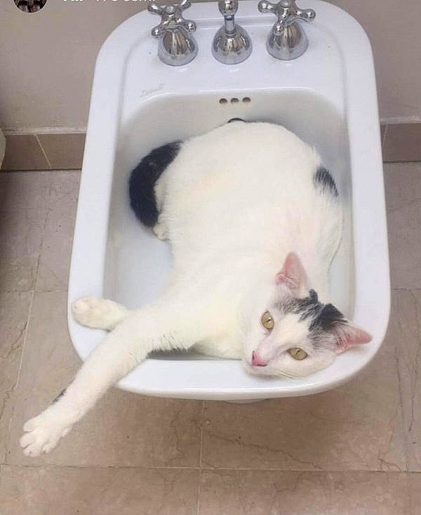 Bubu participe au concours pour gagner de l'argent avec cette photo : bathroom, bathroom_sink, carnivore, cat, domestic_short_haired_cat, felidae, flooring, fur, gas, paw, pet_supply, plumbing, plumbing_fixture, sink, small_to_medium_sized_cats, snout, tail, tap, whiskers, white