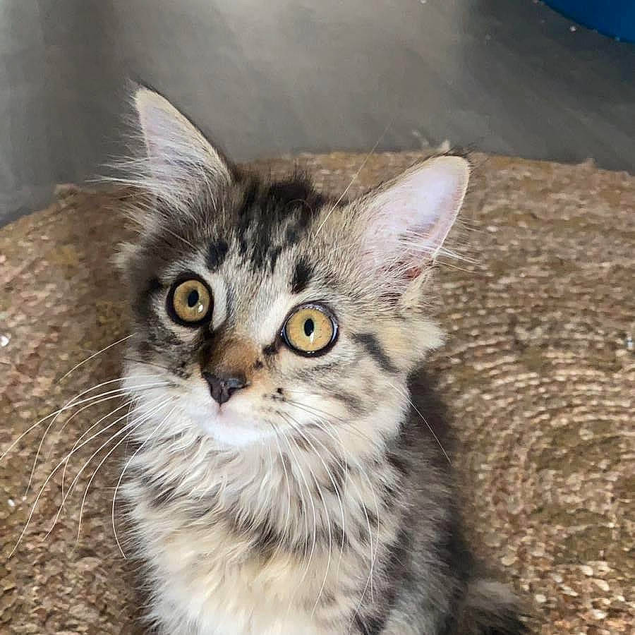 Fifa a rejoint le concours — aidez-le/la à gagner de superbes lots ! carnivore, cat, claw, domestic_short_haired_cat, felidae, fur, grass, landscape, paw, small_to_medium_sized_cats, snout, terrestrial_animal, whiskers, wildlife