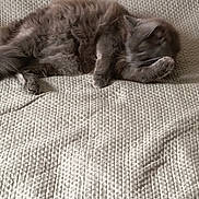 Alvin a rejoint le concours — aidez-le/la à gagner de superbes lots ! cat, gray_cat, sleeping, paw, bedspread, textured_bedspread, cozy, feline, pet, resting, animal, indoor, cute, fur, whiskers, relaxed, nap, soft, home, comfort