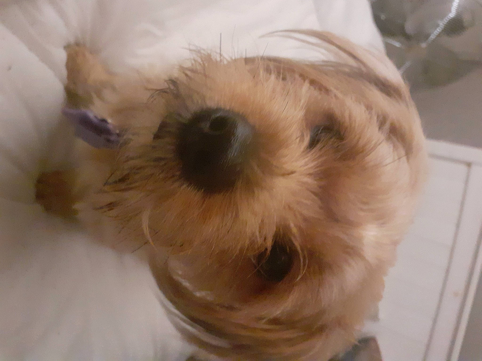 Ralphy joined the competition — help win amazing prizes! canidae, carnivore, chinese_imperial_dog, companion_dog, dog, dog_breed, dutch_smoushond, ear, glen_of_imaal_terrier, maltepoo, mammal, morkie, norfolk_terrier, nose, puppy, puppy_love, schnoodle, shih_tzu, snout, sporting_lucas_terrier