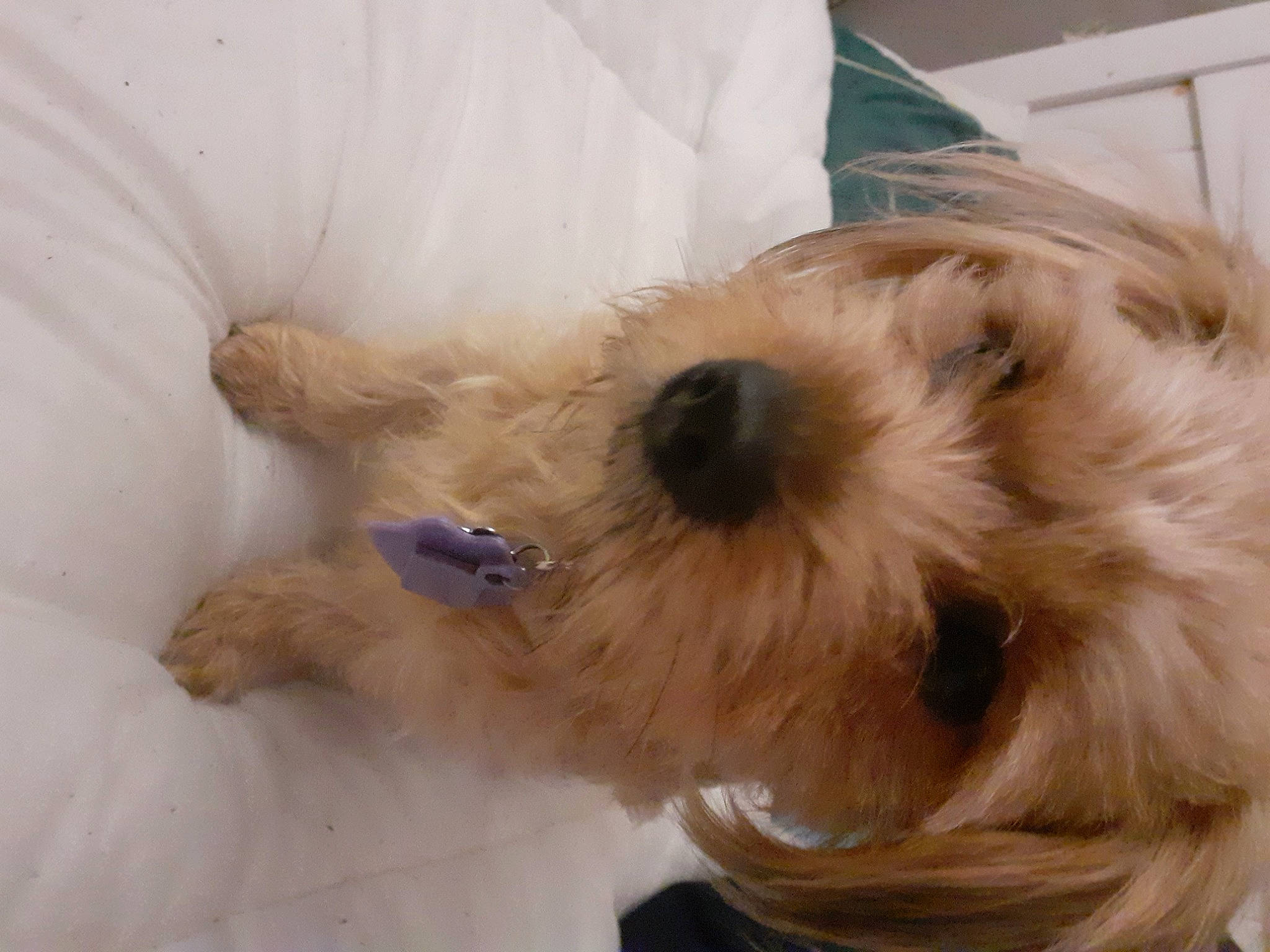 Ralphy is registered to the contest to win money with this photo: canidae, carnivore, cockapoo, companion_dog, dog, dog_breed, dutch_smoushond, glen_of_imaal_terrier, lhasa_apso, maltepoo, mammal, morkie, norfolk_terrier, puppy, puppy_love, schnoodle, snout, sporting_group, sporting_lucas_terrier, terrier