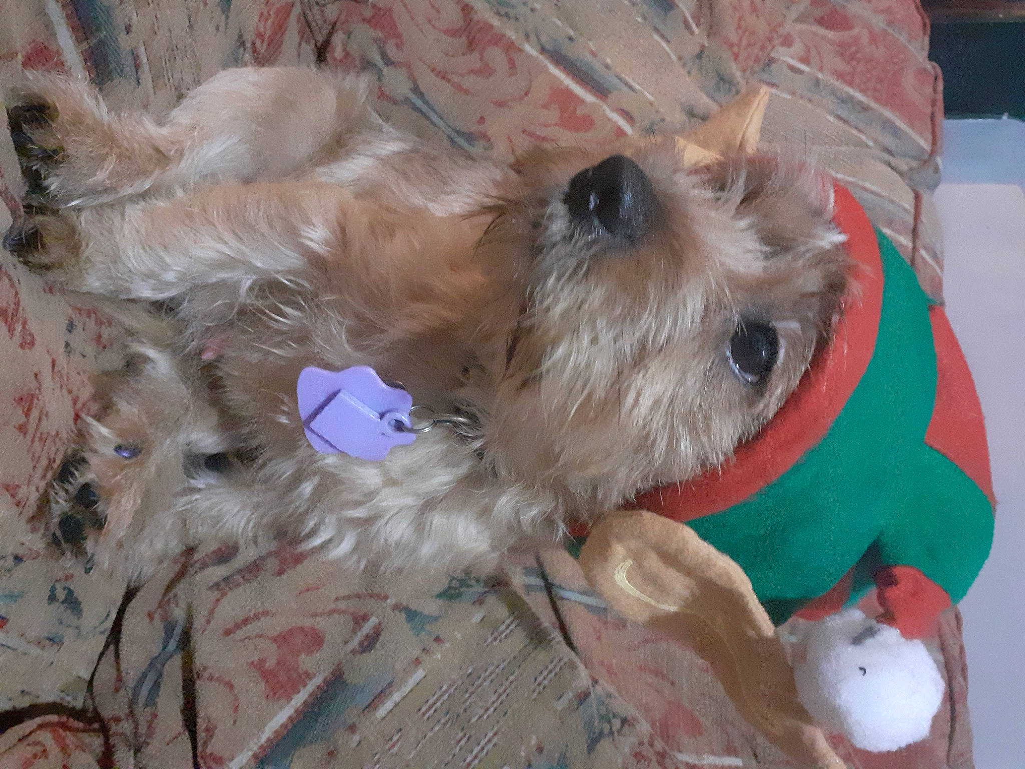 Ralphy joined the competition — help win amazing prizes! baby_toys, canidae, carnivore, collar, companion_dog, dog, dog_breed, dog_collar, dog_supply, fur, pet_supply, puppy, small_terrier, snout, sporting_group, stuffed_toy, terrier, toy, toy_dog, working_animal