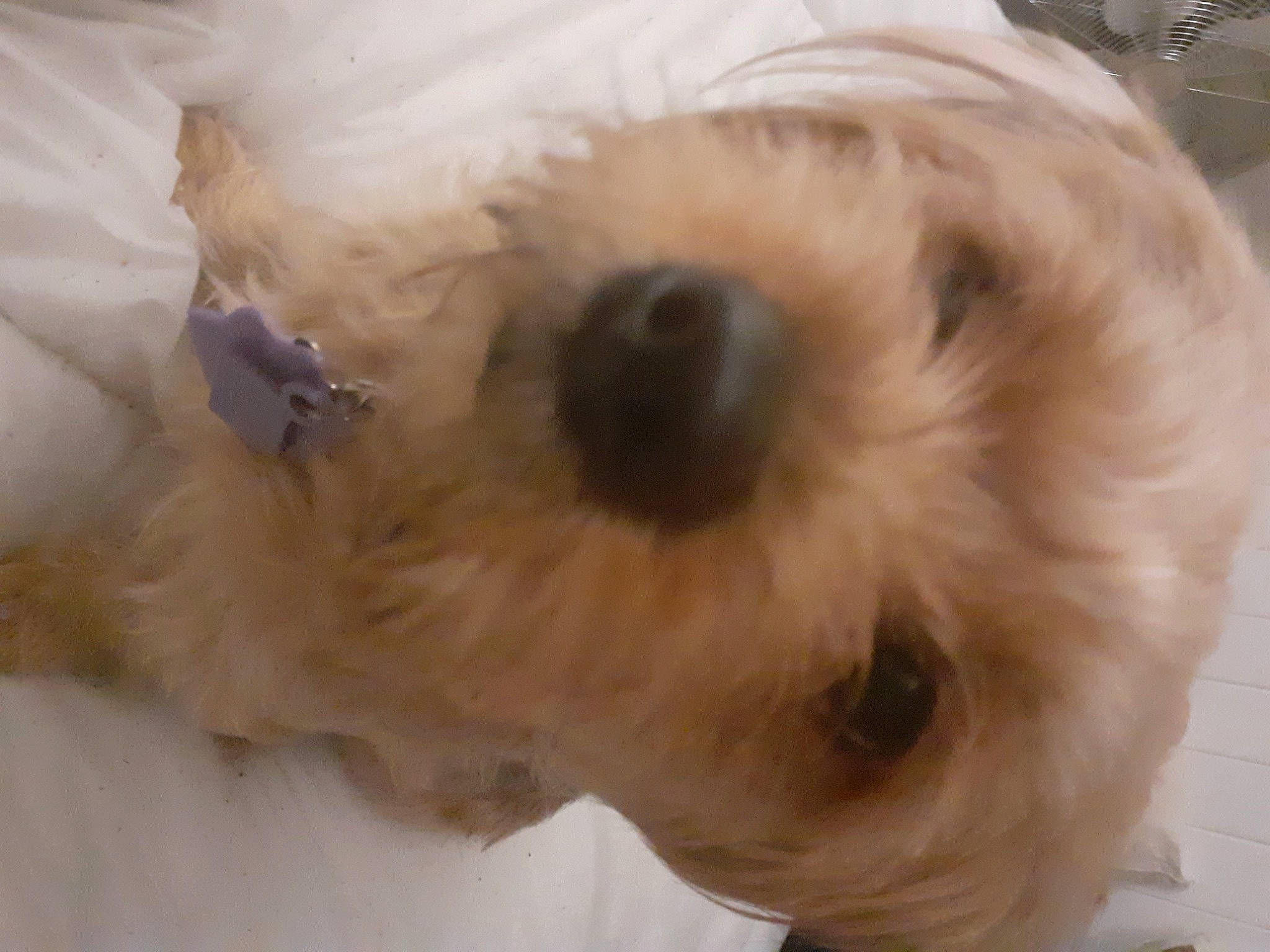 Ralphy is registered to the contest to win money with this photo: canidae, carnivore, cockapoo, companion_dog, coton_de_tulear, dog, dog_breed, dutch_smoushond, glen_of_imaal_terrier, havanese, maltepoo, maltese, mammal, nose, puppy, schnoodle, snout, sporting_lucas_terrier, terrier, vertebrate