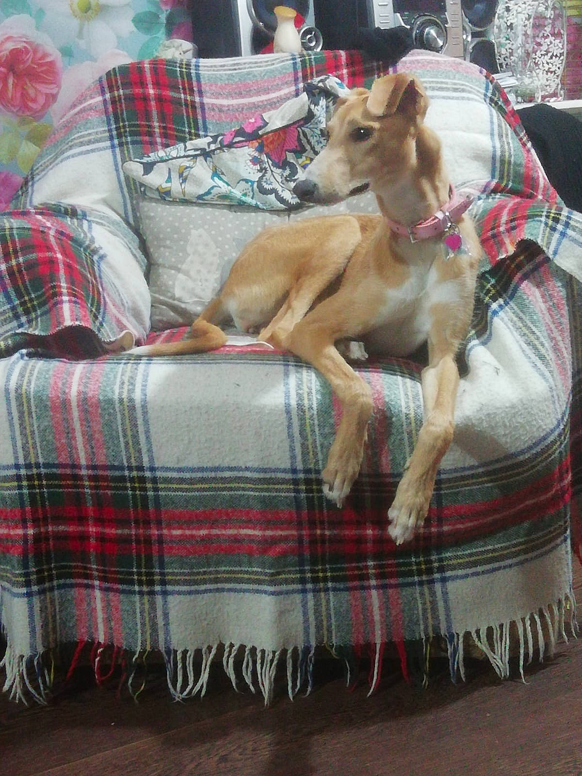 Bambi is registered to the contest to win money with this photo: canidae, carnivore, companion_dog, design, dog, dog_breed, fawn, lurcher, pattern, plaid, saluki, tartan, textile, whippet