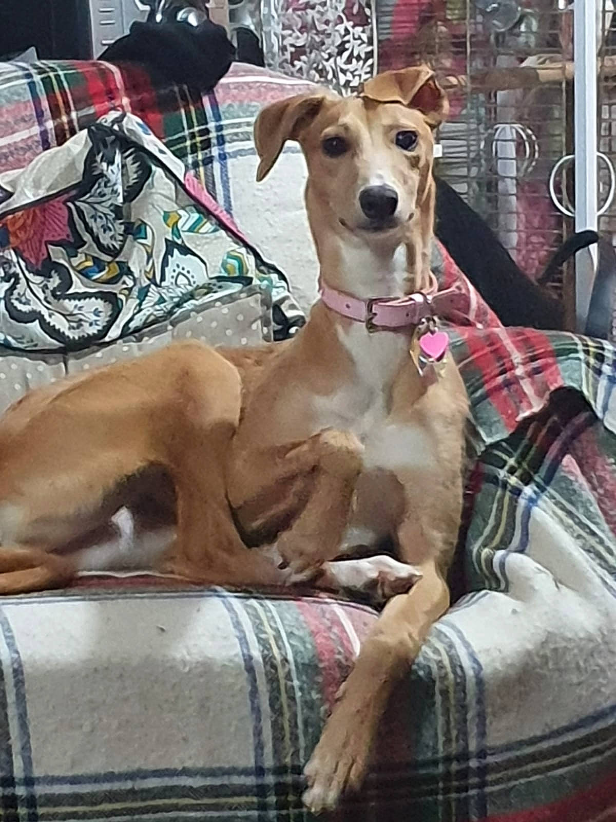 Bambi is registered to the contest to win money with this photo: azawakh, canidae, carnivore, chippiparai, companion_dog, dog, dog_breed, galgo_espanol, greyhound, hortaya_borzaya, italian_greyhound, lurcher, magyar_agar, mammal, mudhol_hound, polish_greyhound, sighthound, sloughi, vertebrate, whippet