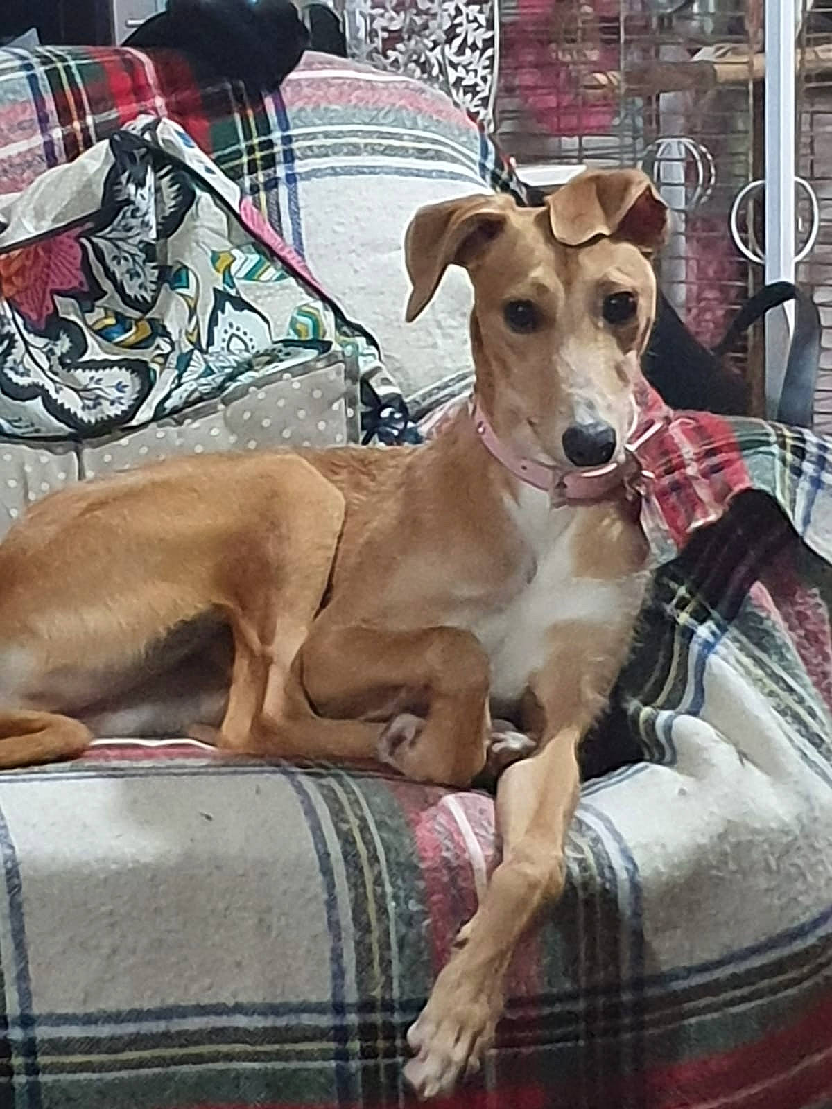 Bambi is registered to the contest to win money with this photo: azawakh, canidae, carnivore, chippiparai, dog, dog_breed, fawn, galgo_espanol, greyhound, hortaya_borzaya, italian_greyhound, magyar_agar, mammal, mudhol_hound, polish_greyhound, sighthound, sloughi, snout, vertebrate, whippet