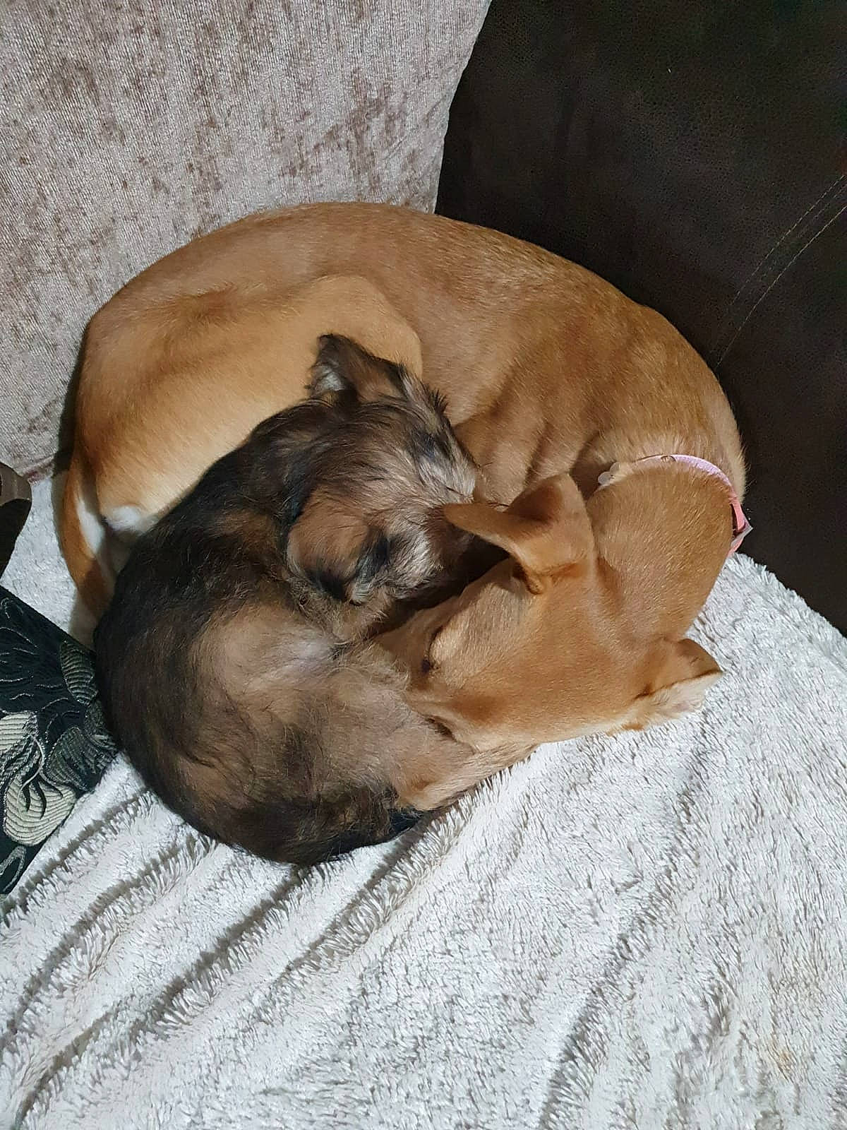 Bambi is registered to the contest to win money with this photo: canidae, carnivore, companion_dog, dog, dog_bed, dog_breed, fawn, lurcher, puppy