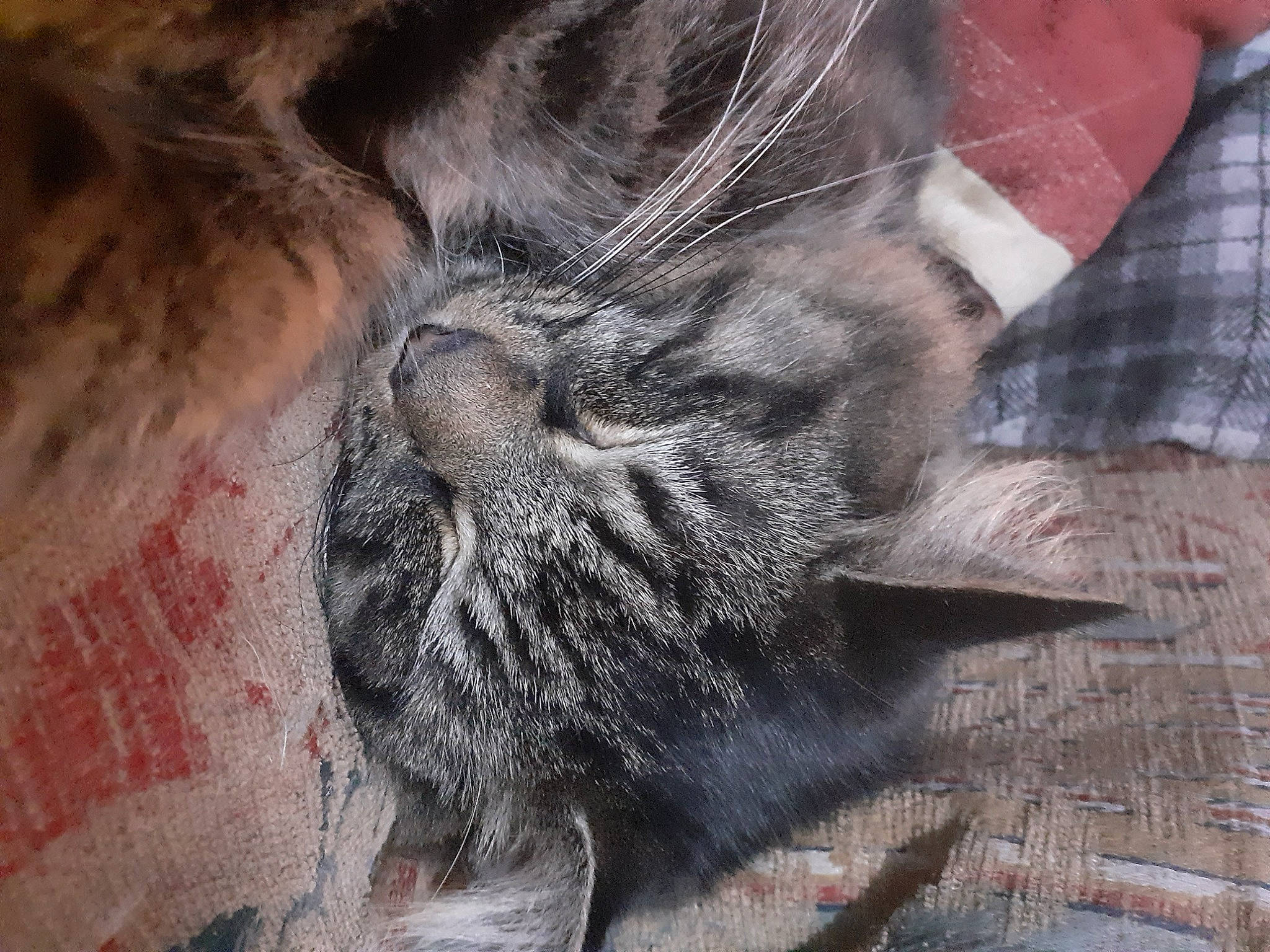 Elvis joined the competition — help win amazing prizes! american_shorthair, carnivore, cat, domestic_long_haired_cat, domestic_short_haired_cat, european_shorthair, felidae, fur, maine_coon, norwegian_forest_cat, pixie_bob, small_to_medium_sized_cats, snout, tabby_cat, whiskers