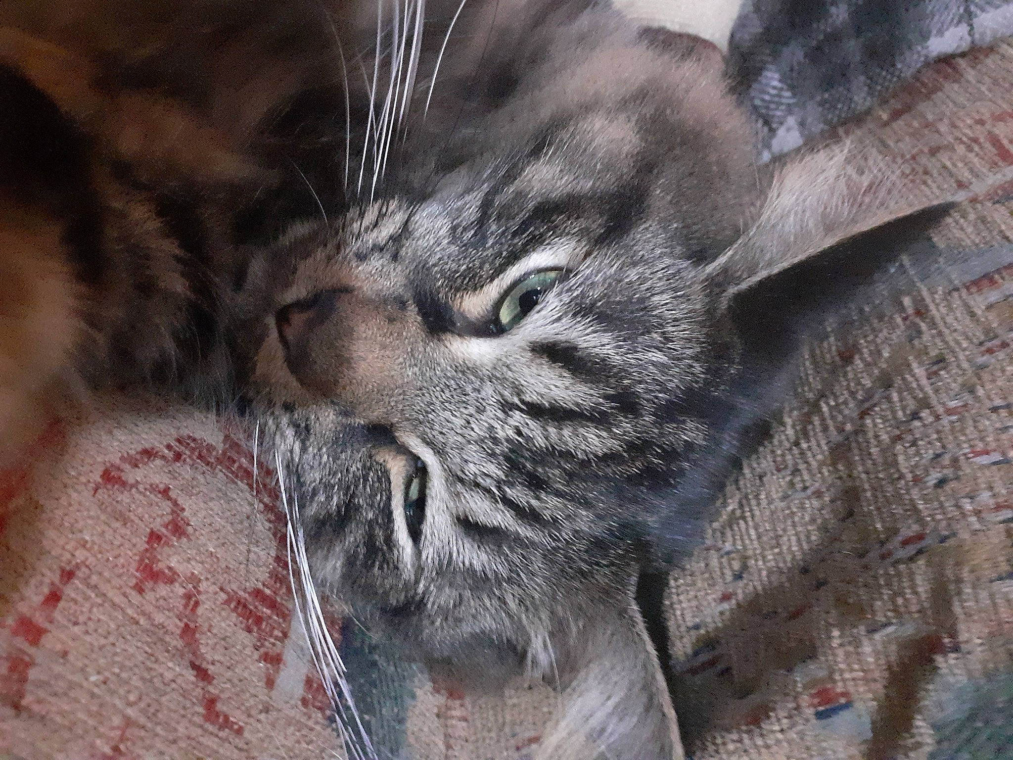 Elvis is registered to the contest to win money with this photo: american_shorthair, asian, carnivore, cat, close_up, domestic_short_haired_cat, dragon_li, european_shorthair, eye, felidae, fur, maine_coon, mammal, norwegian_forest_cat, pixie_bob, siberian, small_to_medium_sized_cats, snout, tabby_cat, whiskers