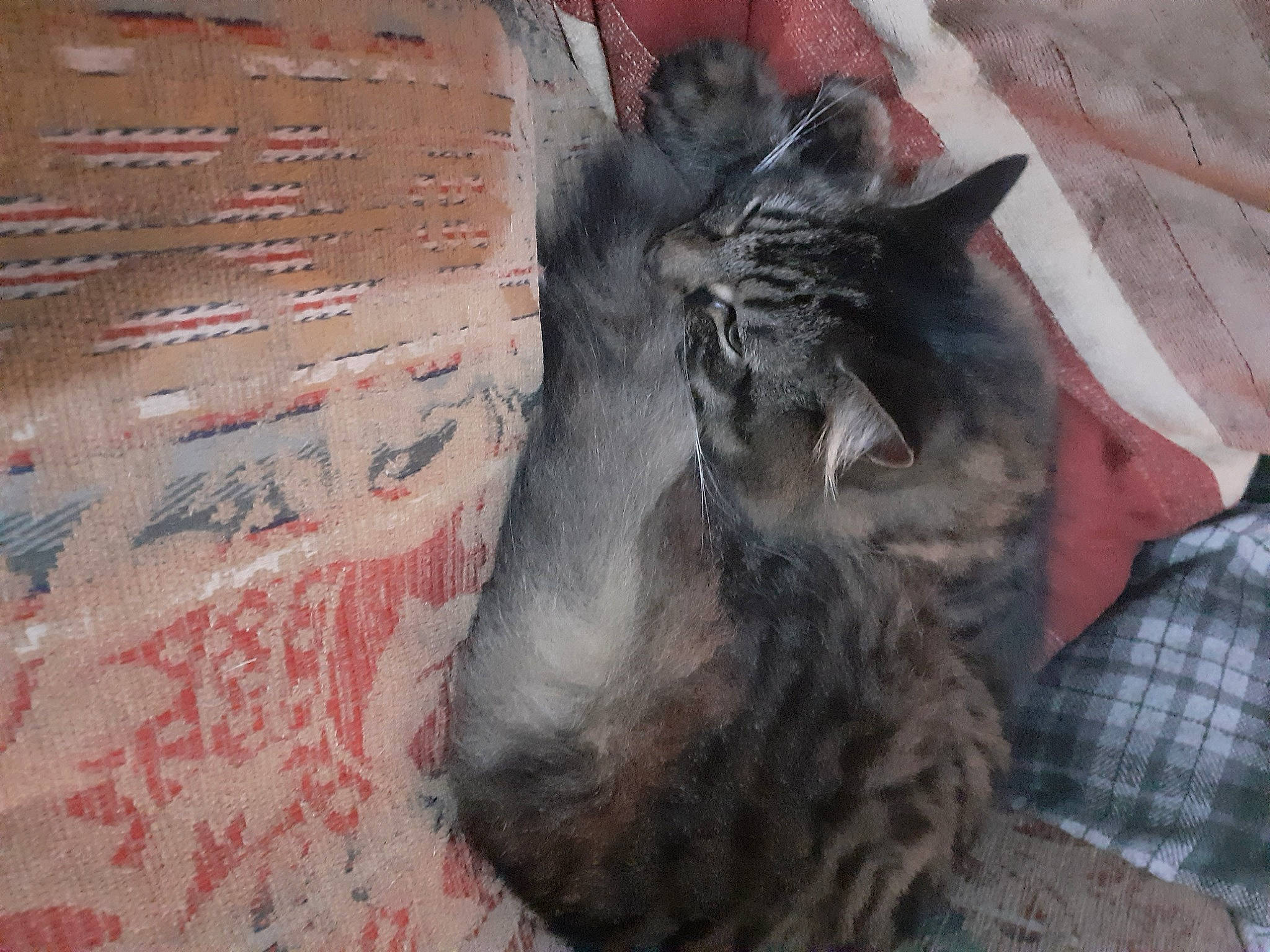 Elvis is registered to the contest to win money with this photo: carnivore, cat, domestic_long_haired_cat, domestic_short_haired_cat, european_shorthair, felidae, fur, german_rex, kitten, small_to_medium_sized_cats, snout, whiskers