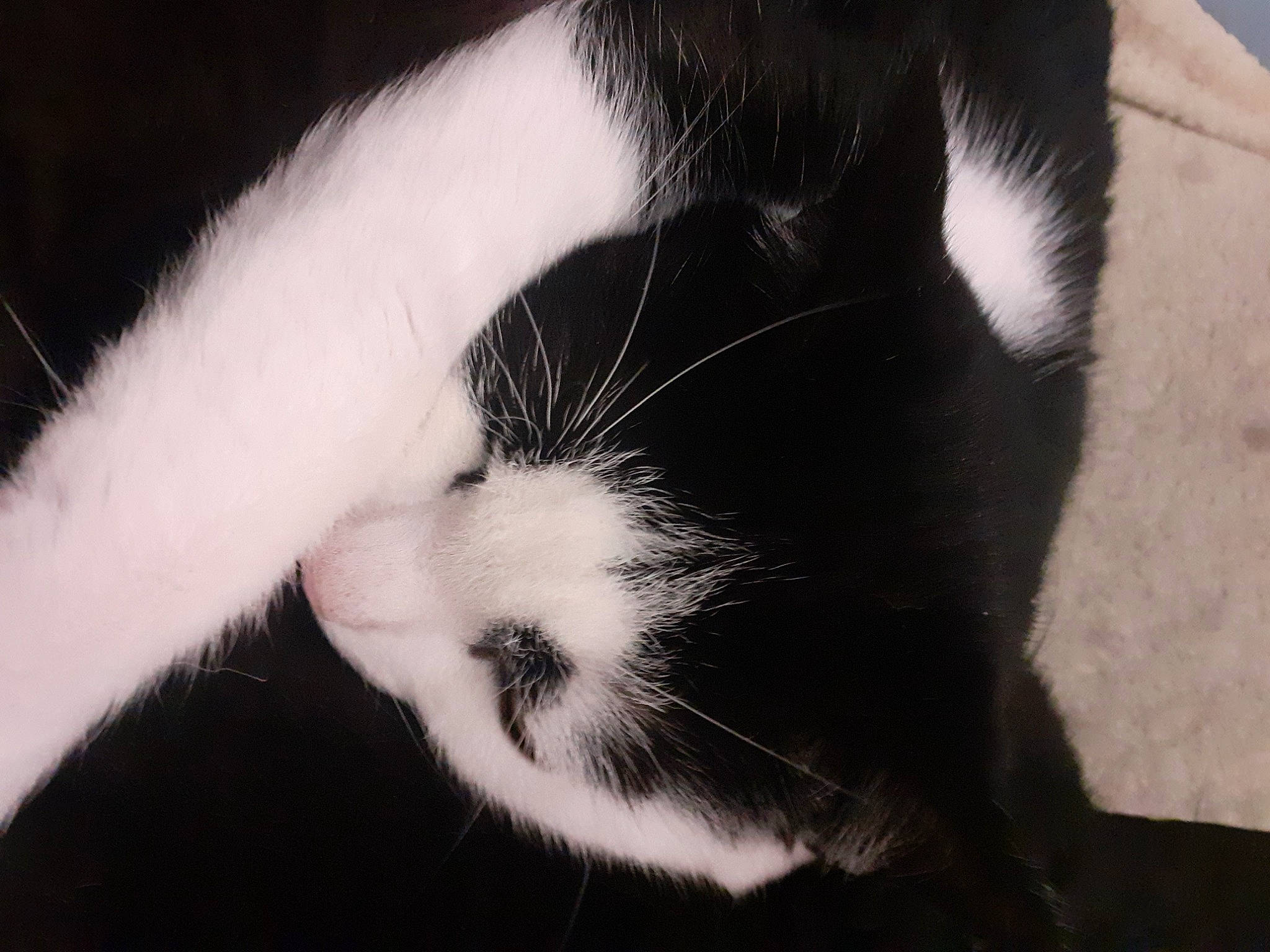 Elmo joined the competition — help win amazing prizes! black, black_and_white, black_hair, carnivore, cat, claw, ear, felidae, fur, nose, polydactyl_cat, small_to_medium_sized_cats, snout, tail, whiskers