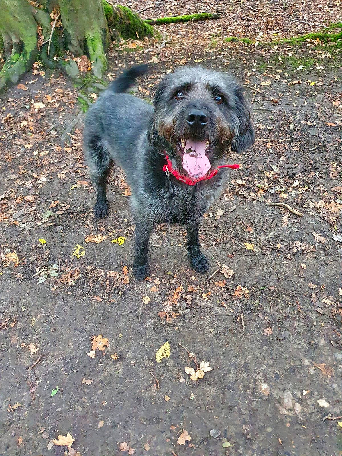 Jason is registered to the contest to win money with this photo: bosnian_coarse_haired_hound, canidae, carnivore, cesky_fousek, dog, dog_breed, german_wirehaired_pointer, hunting_dog, irish_wolfhound, mammal, rare_breed_dog, schnoodle, sporting_group, terrier, vertebrate, wirehaired_pointing_griffon