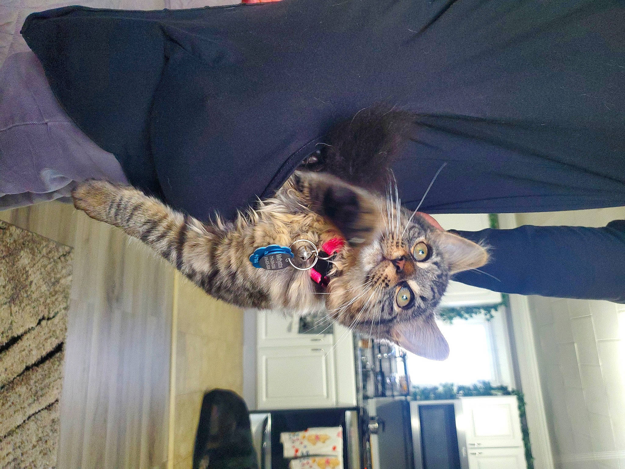 Methystos is registered to the contest to win money with this photo: bat, canidae, carnivore, cat, claw, comfort, companion_dog, dog_breed, eyewear, fawn, feather, felidae, fur, plant, small_to_medium_sized_cats, sporting_group, tail, tree, whiskers, wood