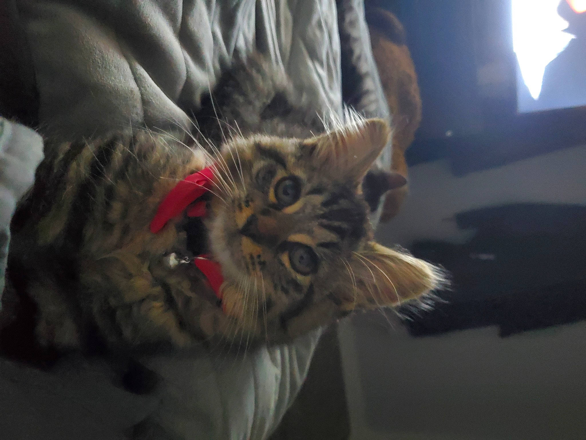 Methystos joined the competition — help win amazing prizes! bed, carnivore, cat, claw, comfort, darkness, domestic_short_haired_cat, ear, felidae, fur, night, paw, reflection, room, small_to_medium_sized_cats, snout, tail, whiskers, wildlife