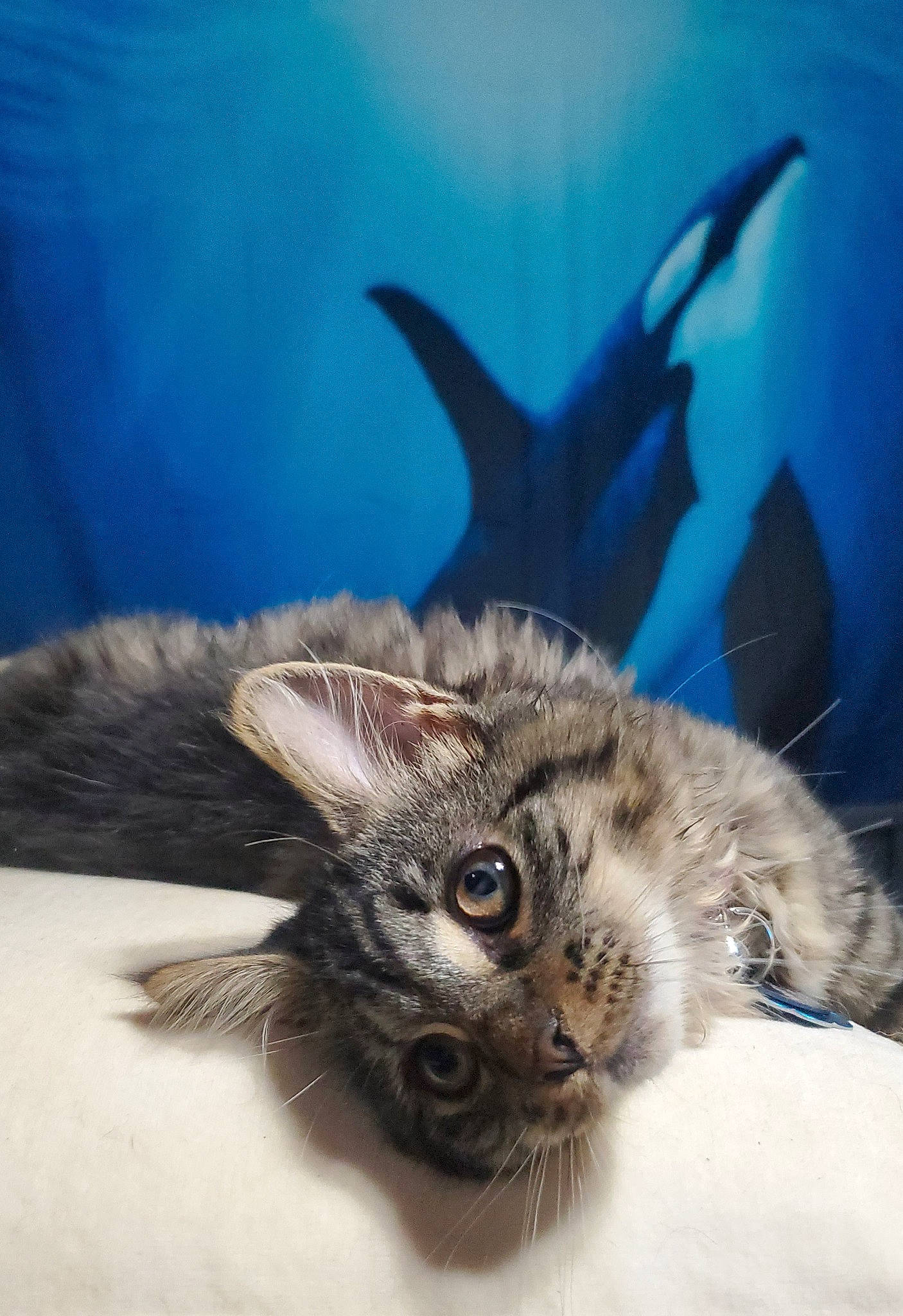 Methystos joined the competition — help win amazing prizes! carnivore, cat, claw, domestic_short_haired_cat, fawn, feather, felidae, fur, macro_photography, paw, plant, small_to_medium_sized_cats, snout, tail, whiskers, wildlife, wing, winter