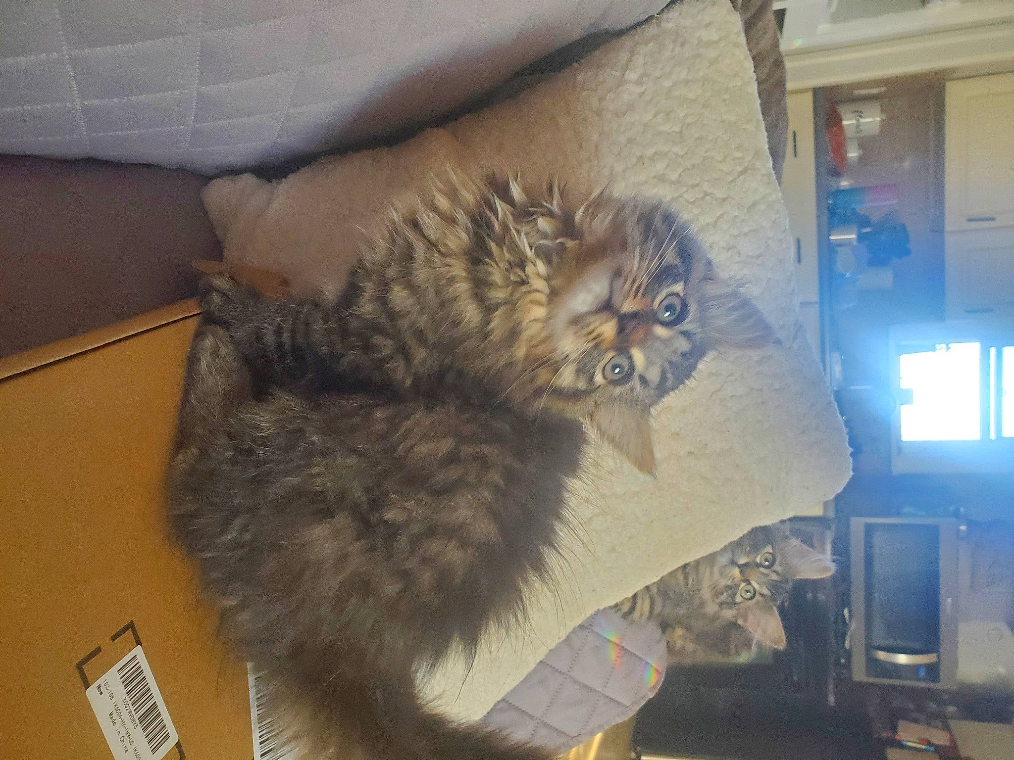 Methystos joined the competition — help win amazing prizes! box, british_longhair, canidae, carnivore, cat, claw, comfort, domestic_short_haired_cat, feather, felidae, fur, paw, room, small_to_medium_sized_cats, snout, tail, terrestrial_animal, whiskers