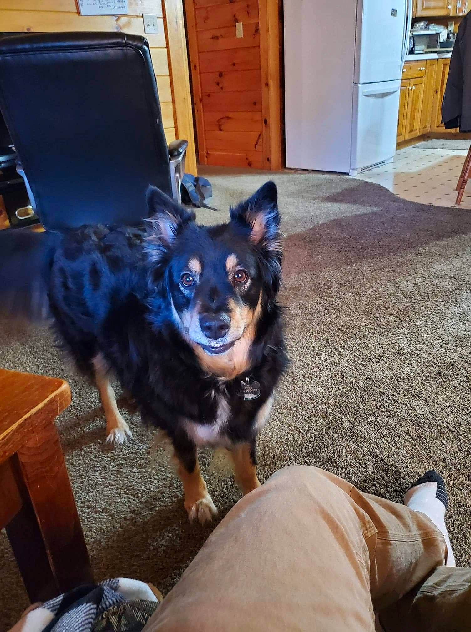 Piper joined the competition — help win amazing prizes! blue, cabinetry, carnivore, chair, companion_dog, dog, dog_breed, dog_supply, door, drawer, electric_blue, fawn, flooring, furniture, purple, snout, toy_dog, whiskers, wood, working_animal