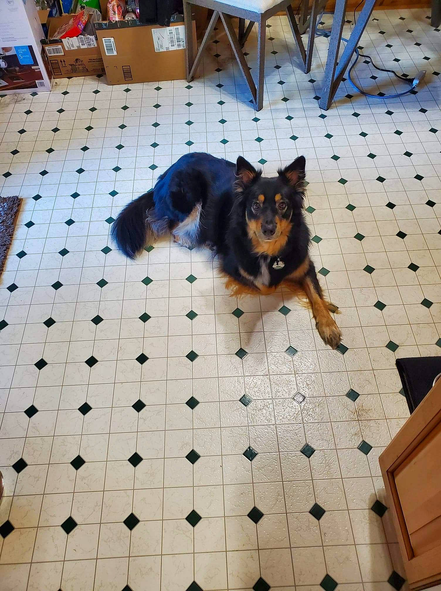 Piper joined the competition — help win amazing prizes! black, blue, carnivore, chair, companion_dog, design, dog, dog_breed, dog_supply, fawn, floor, flooring, hardwood, line, mammal, pattern, room, snapshot, toy_dog, wood