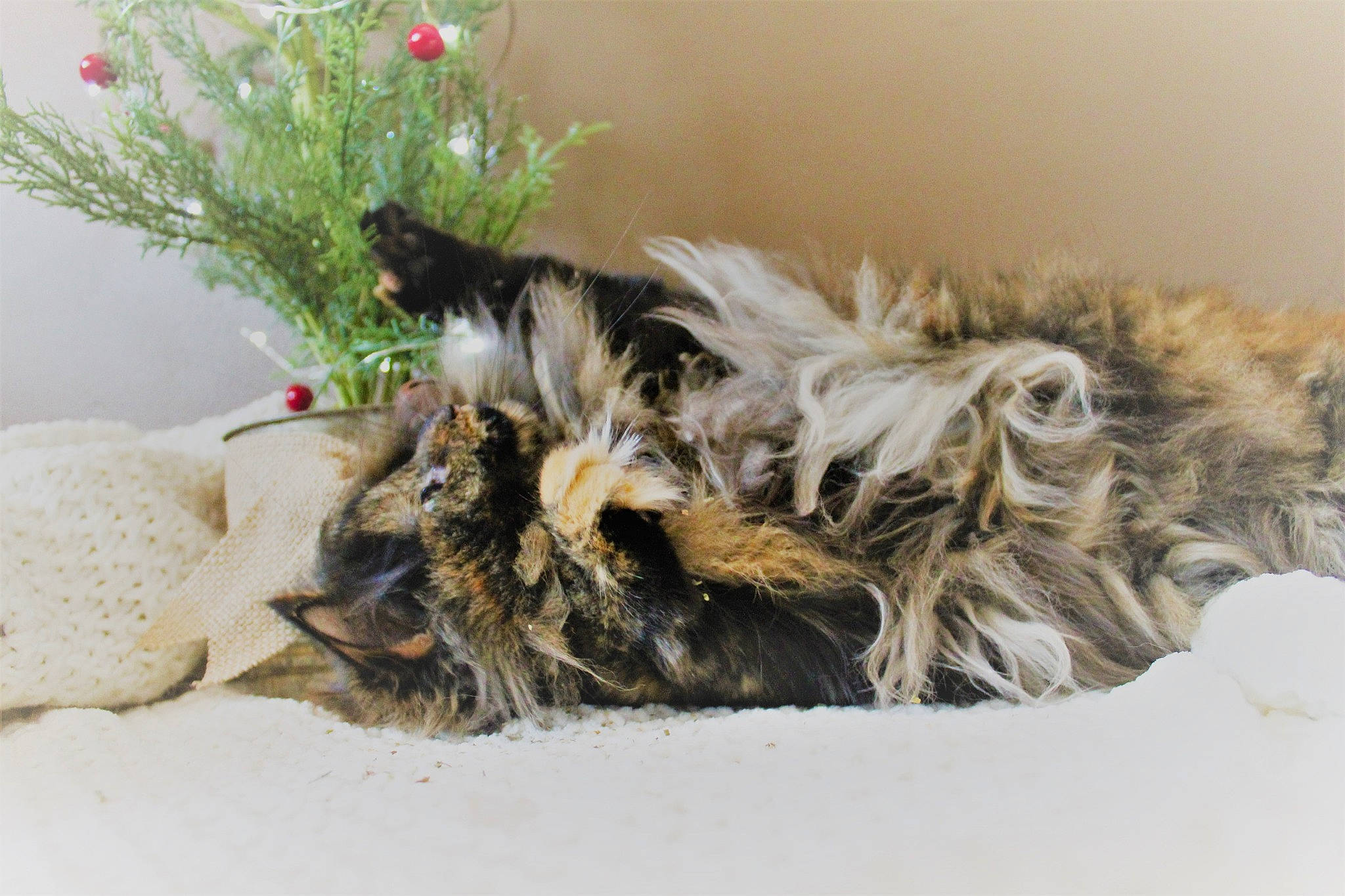 Kallisto is registered to the contest to win money with this photo: bed, carnivore, cat, claw, comfort, dog_breed, event, fawn, felidae, flower, fur, herb, liver, paw, plant, rose, small_to_medium_sized_cats, tail, whiskers, wildlife