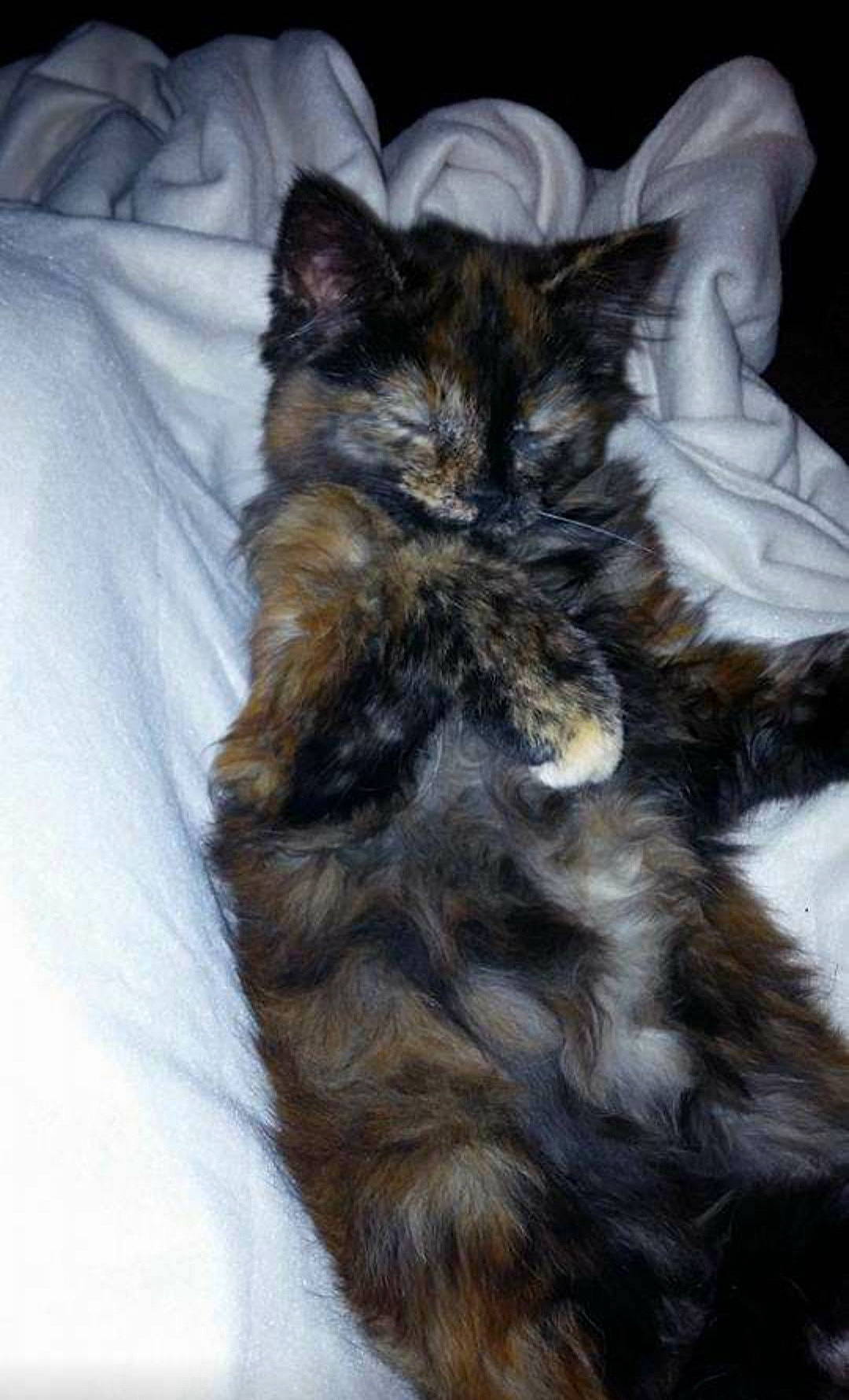 Kallisto joined the competition — help win amazing prizes! carnivore, cat, claw, comfort, dog_breed, domestic_short_haired_cat, ear, felidae, fur, paw, small_to_medium_sized_cats, snout, tail, terrestrial_animal, whiskers