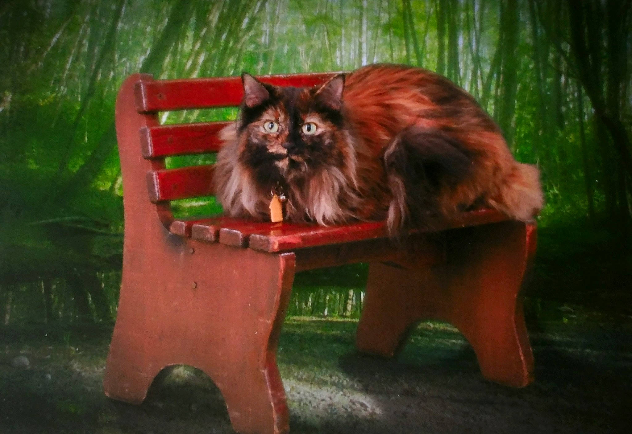 Kallisto joined the competition — help win amazing prizes! canidae, carnivore, cat, chair, companion_dog, dog_breed, fang, fawn, felidae, fur, grass, liver, plant, small_to_medium_sized_cats, snout, spitz, tail, terrestrial_animal, whiskers, wood