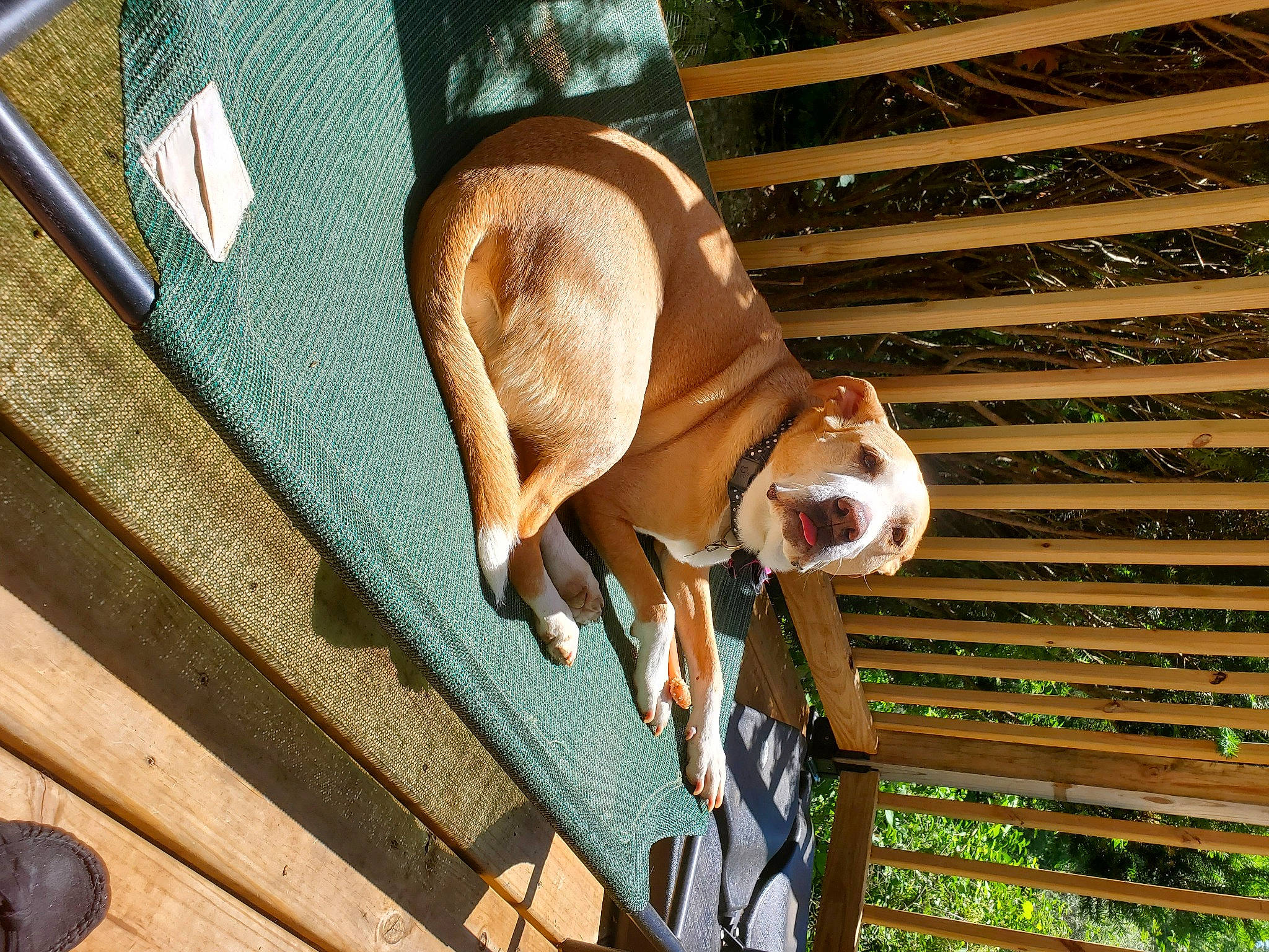 Kamea joined the competition — help win amazing prizes! brown, canidae, carnivore, companion_dog, dog, dog_breed, dog_supply, fawn, hardwood, human_leg, liver, pet_supply, room, snout, sporting_group, tail, tints_and_shades, window, wood, working_animal