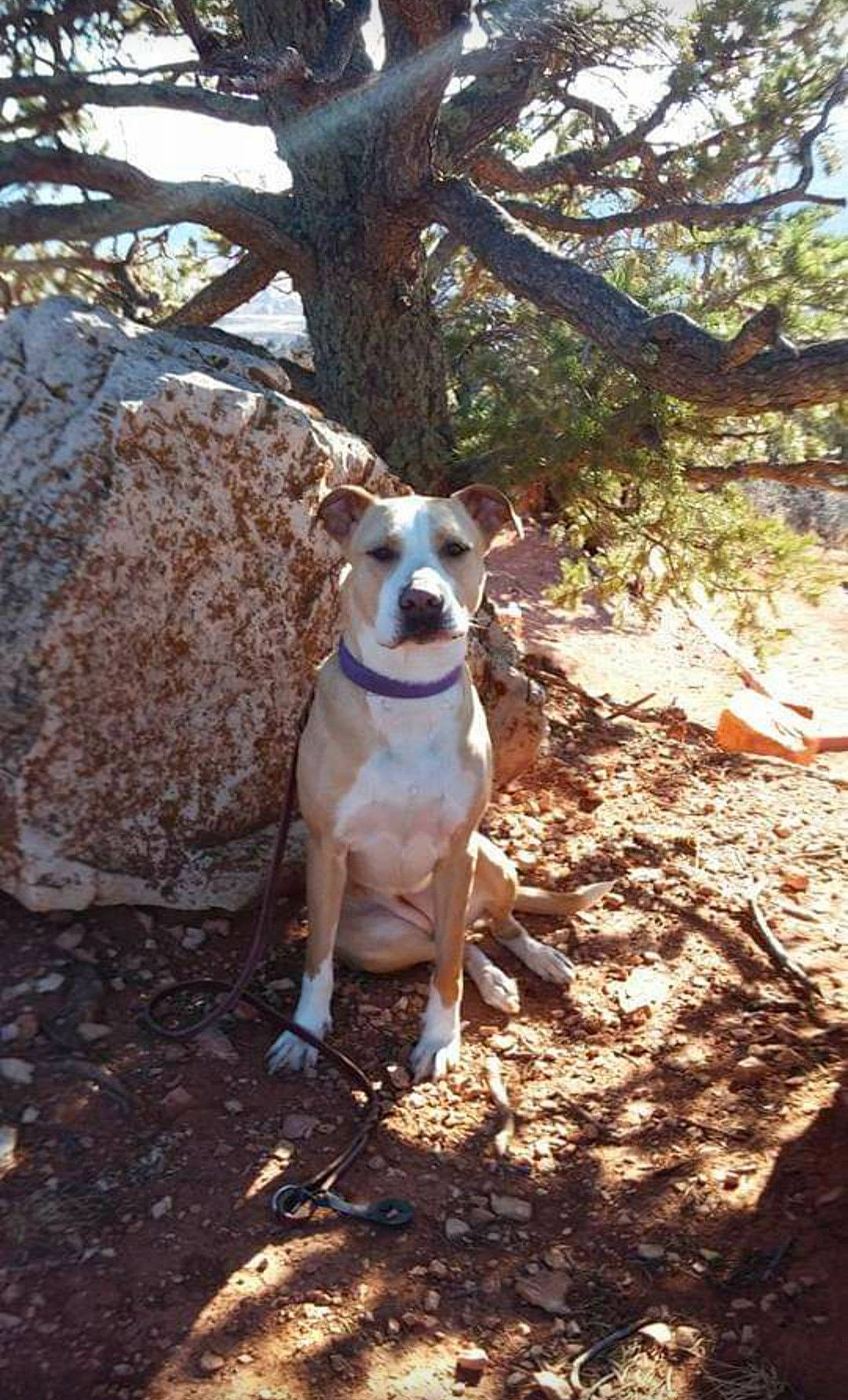 Kamea is registered to the contest to win money with this photo: canidae, carnivore, collar, companion_dog, dog, dog_breed, dog_collar, fawn, grass, leash, plant, snout, soil, sporting_group, tail, tree, twig, walking, wood, working_animal