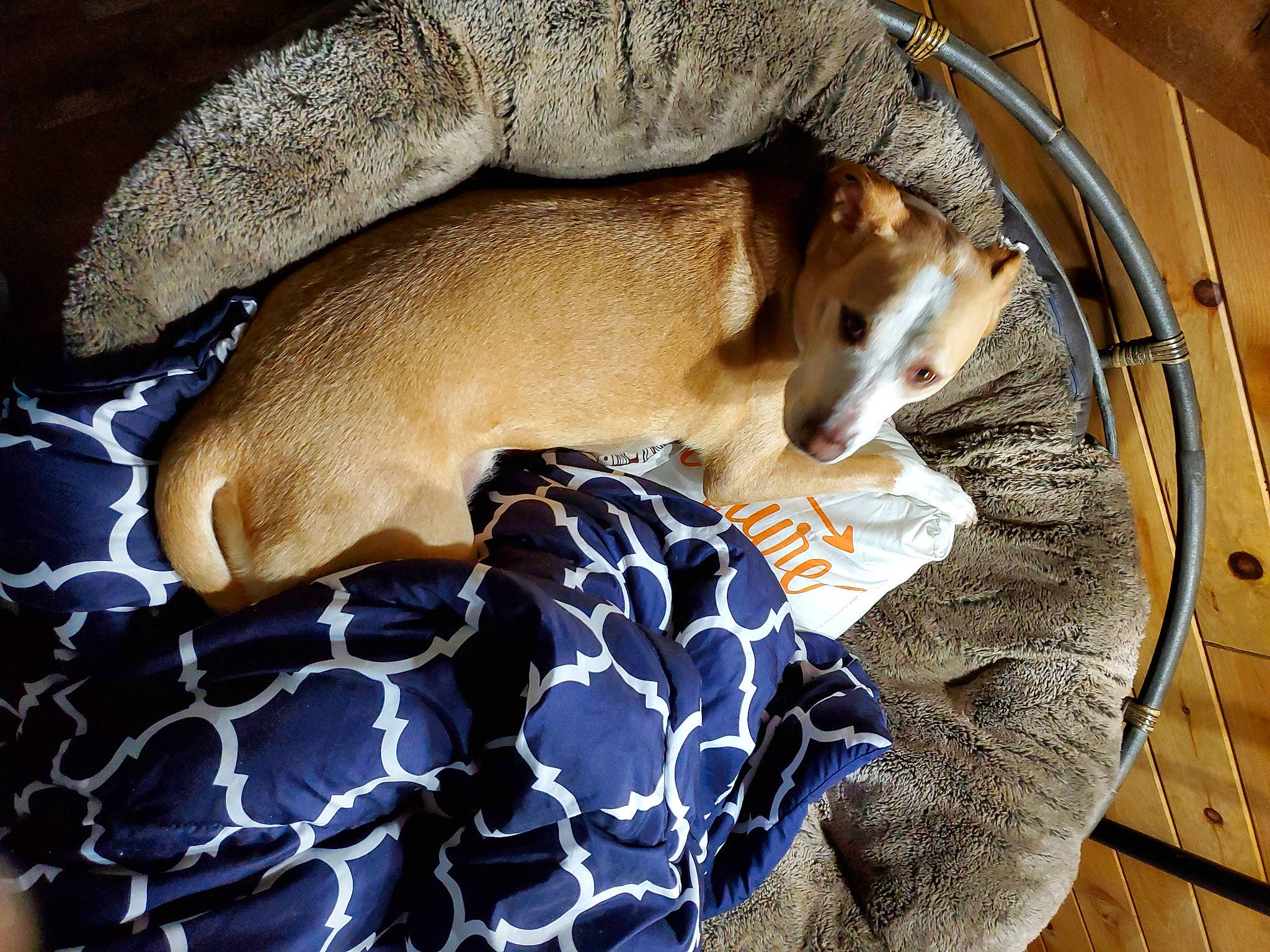 Kamea joined the competition — help win amazing prizes! canidae, carnivore, comfort, companion_dog, dog, dog_bed, dog_breed, dog_supply, fawn, felidae, fur, linens, pattern, paw, pet_supply, snout, sporting_group, tail, whiskers, working_animal