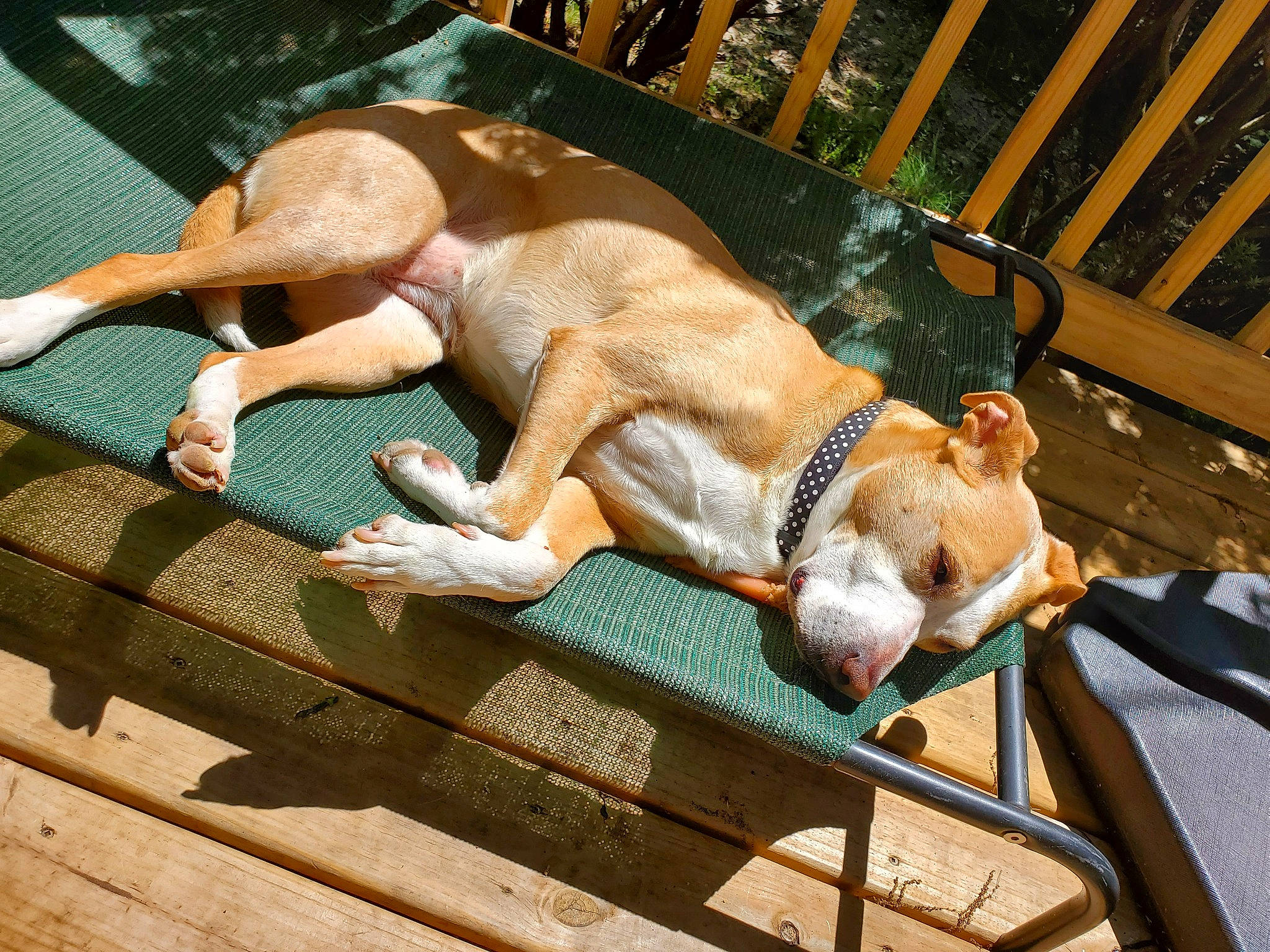 Kamea is registered to the contest to win money with this photo: barechested, basenji, canidae, carnivore, companion_dog, dog, dog_breed, fawn, foot, hardwood, human_leg, lap, leisure, outdoor_furniture, pet_supply, sporting_group, sun_tanning, tail, thigh, wood