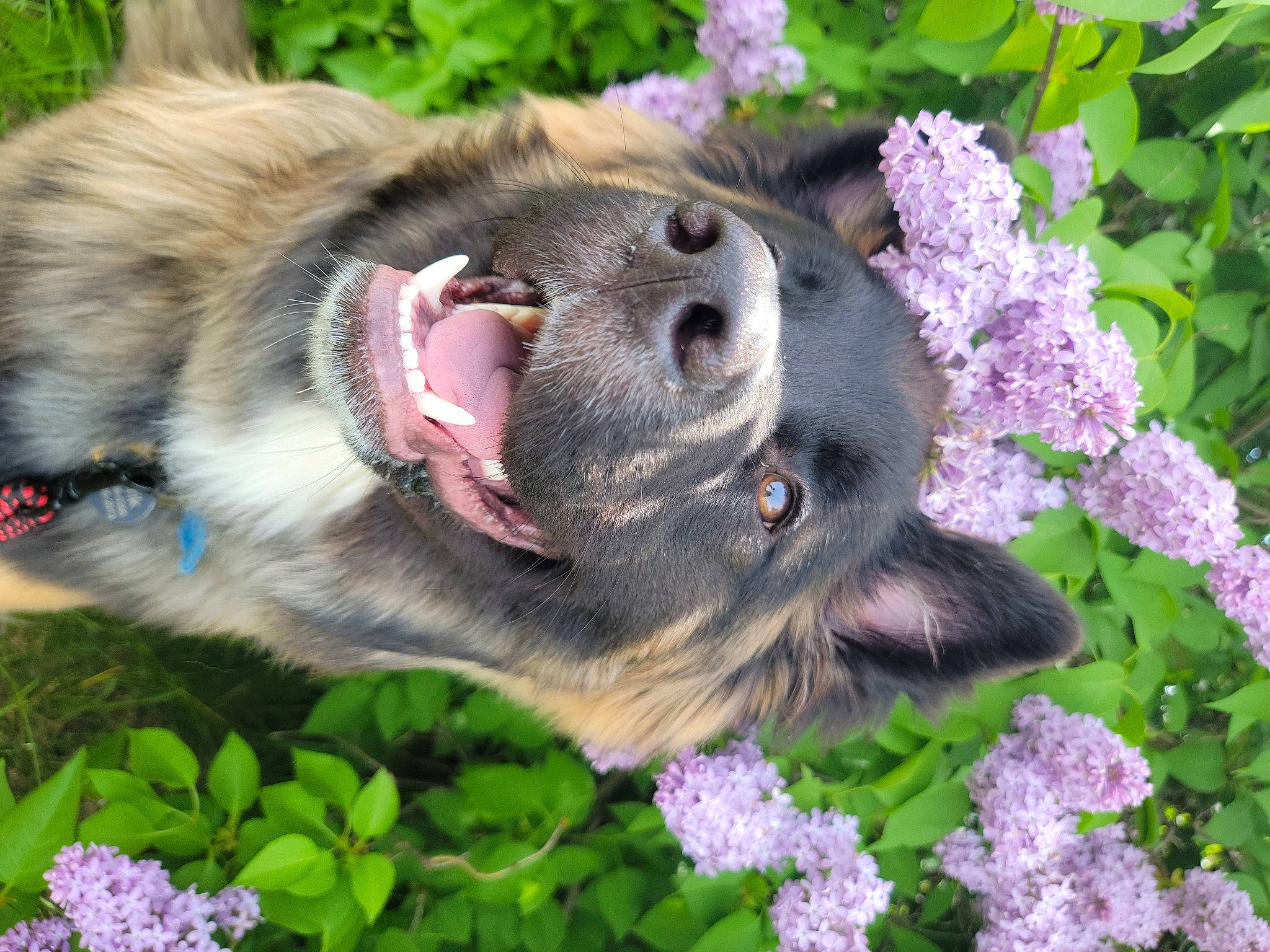 Aelrik is registered to the contest to win money with this photo: annual_plant, botany, carnivore, collar, companion_dog, dog, dog_breed, flower, flowering_plant, garden, grass, green, groundcover, petal, plant, snout, spring, terrestrial_animal, whiskers, working_animal