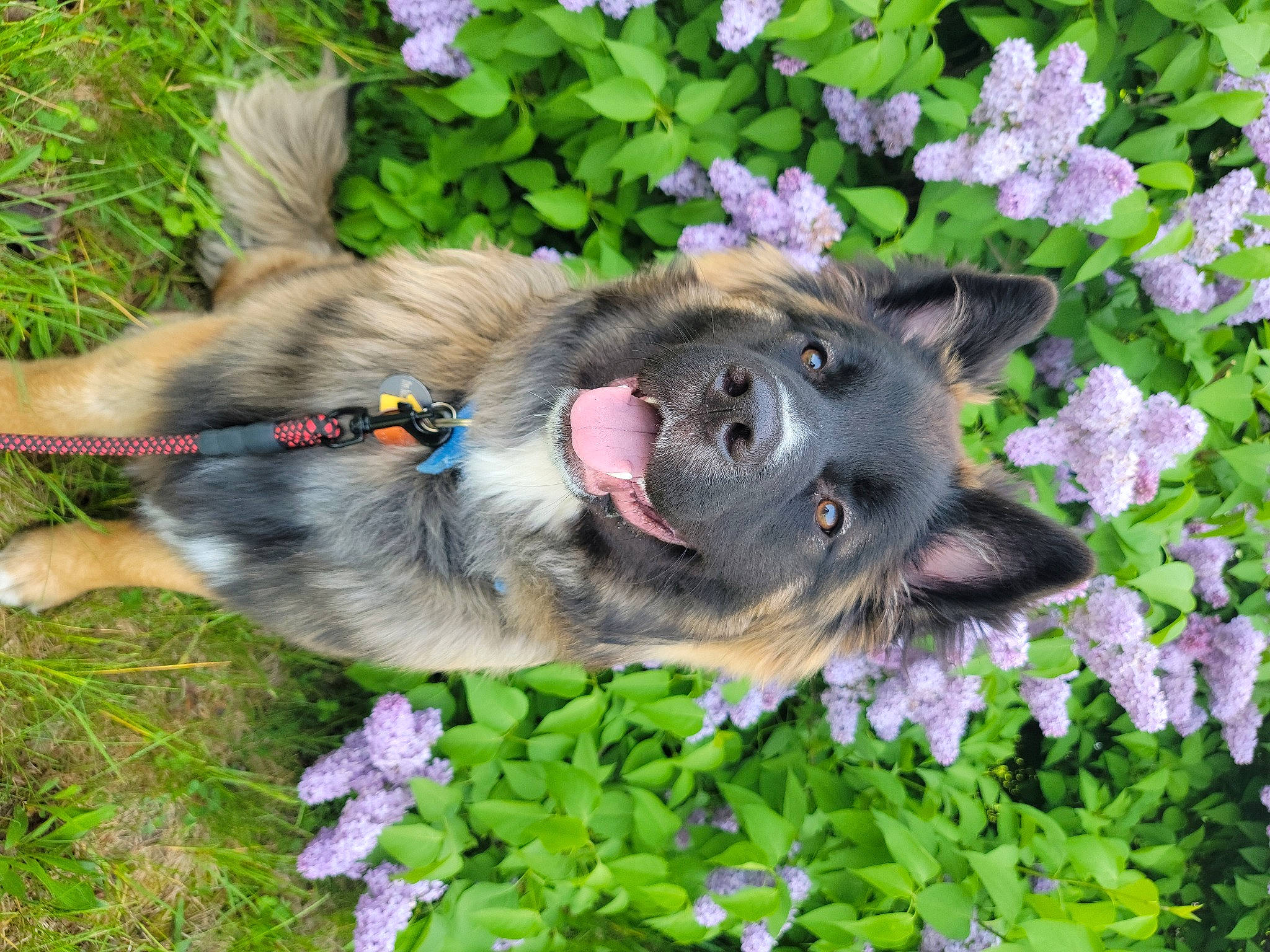 Aelrik joined the competition — help win amazing prizes! annual_plant, botany, canidae, carnivore, companion_dog, dog, dog_breed, flower, flowering_plant, garden, grass, groundcover, herb, herbaceous_plant, keeshond, petal, plant, sporting_group, spring, working_animal