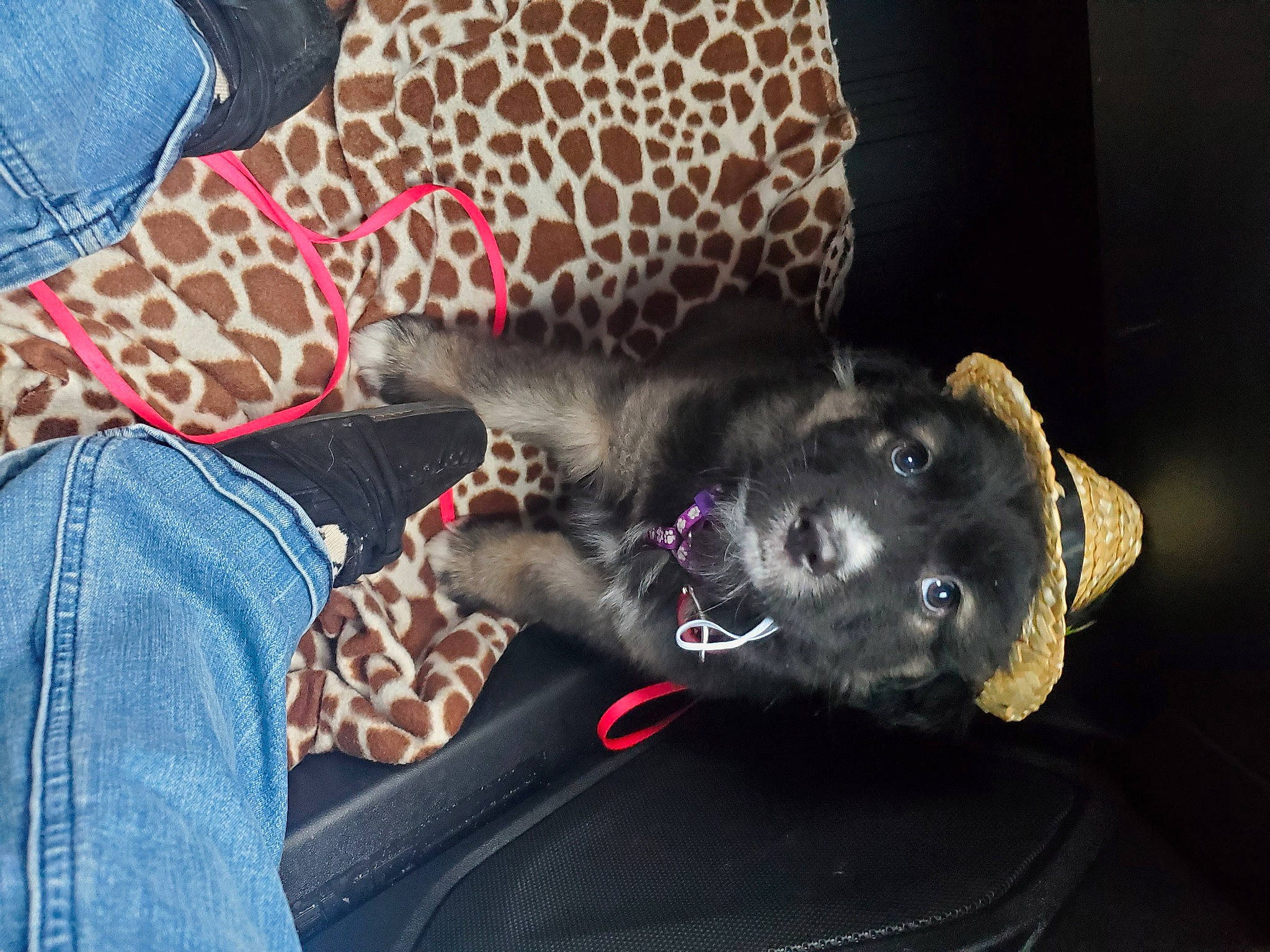 Aelrik joined the competition — help win amazing prizes! black_cat, carnivore, comfort, companion_dog, couch, denim, dog, dog_breed, domestic_short_haired_cat, felidae, fur, guard_dog, pattern, paw, plaid, small_to_medium_sized_cats, sporting_group, tail, tartan, whiskers