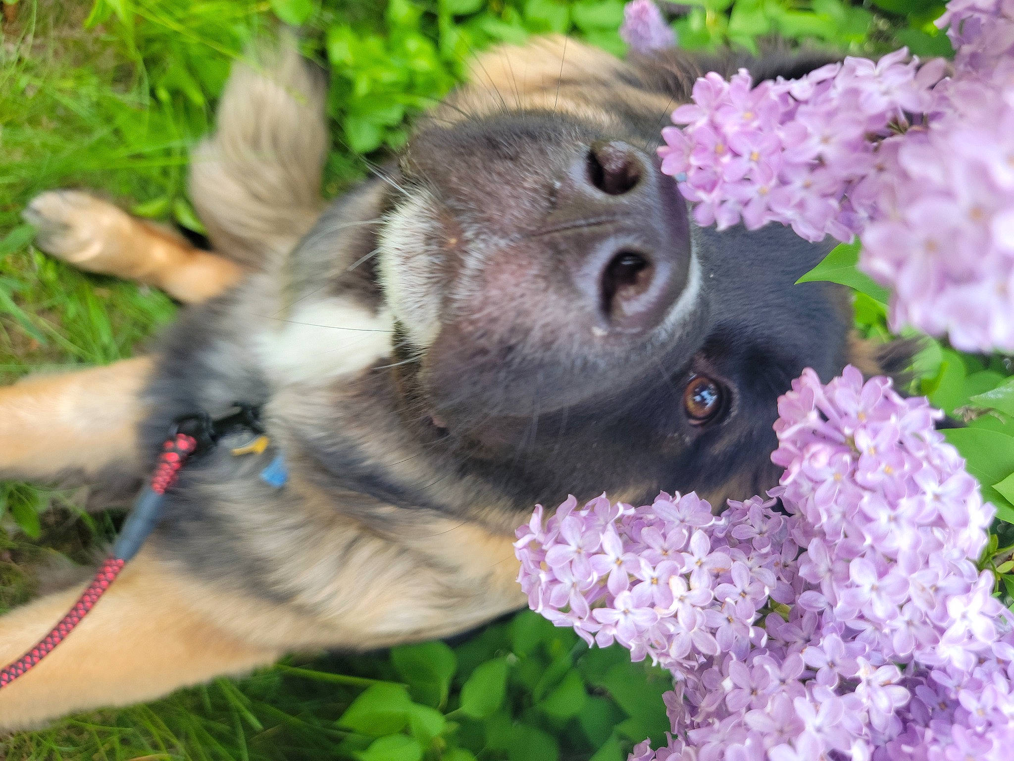 Aelrik joined the competition — help win amazing prizes! annual_plant, botany, dog_breed, fawn, flower, flowering_plant, fur, garden, grass, groundcover, herb, insect, petal, plant, pollinator, primate, shrub, snout, spring, wildlife