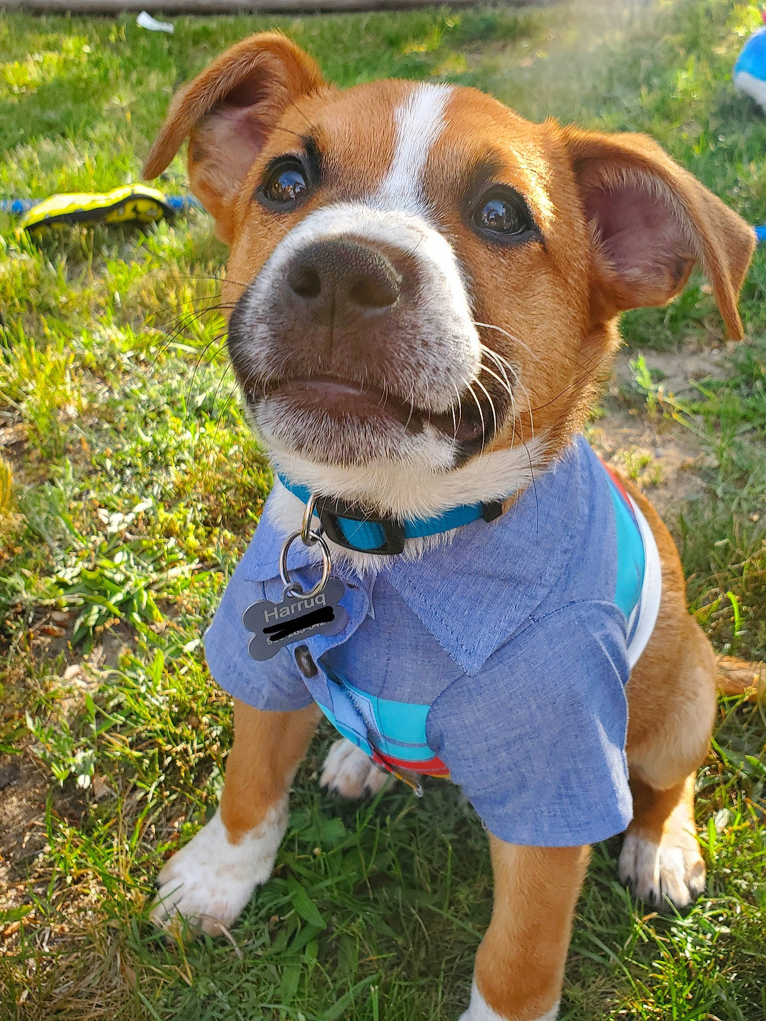 Harruq joined the competition — help win amazing prizes! art, canidae, carnivore, collar, companion_dog, dog, dog_breed, dog_clothes, dog_collar, dog_supply, electric_blue, fawn, grass, liver, pet_supply, plant, snout, sporting_group, whiskers, working_animal