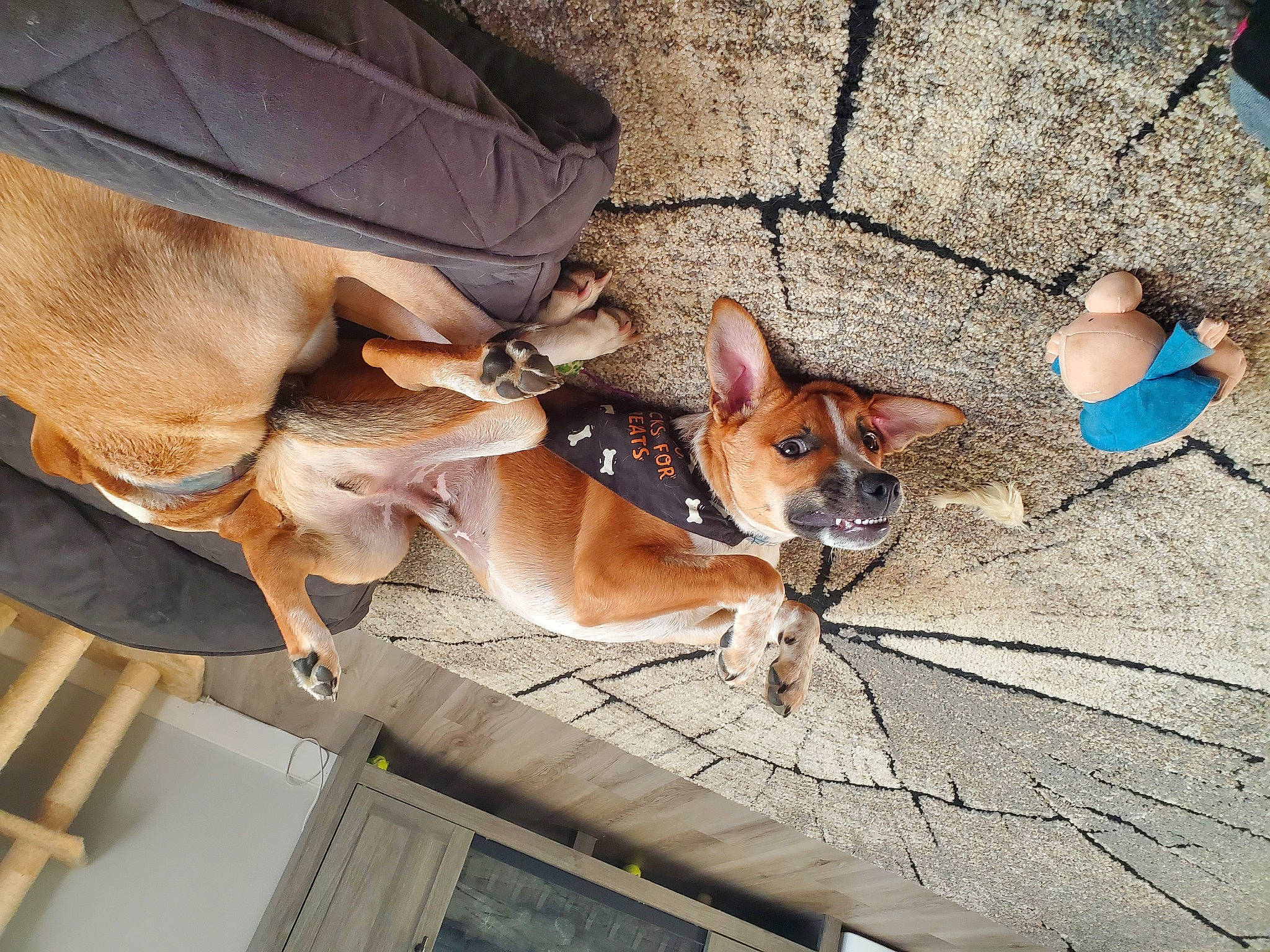 Harruq joined the competition — help win amazing prizes! canidae, cardigan_welsh_corgi, carnivore, collar, comfort, companion_dog, dog, dog_breed, dog_sports, fawn, flooring, fur, leash, snout, sporting_group, street_dog, toy_dog, whiskers, window, wood