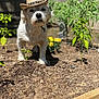 dog, cowboy_hat, garden, plants, flowers, sunlight, outdoor, soil, wooden_border, greenery, pet, small_dog, white_dog, shrubbery, fence, nature, summer, close_up, serious_expression, animal